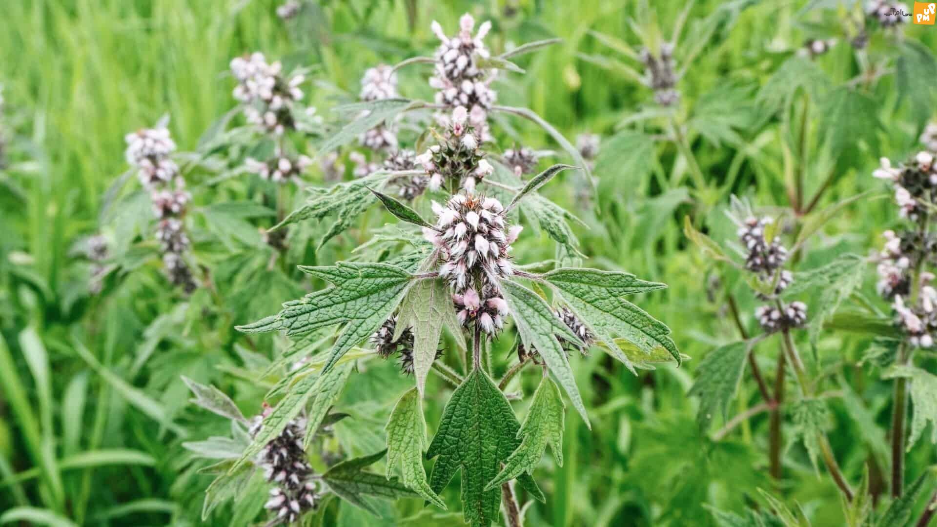 از گیاه دم شیر به اندازه استفاده کنید! /مزایای استفاده از گیاه دم شیر! 1 از گیاه دم شیر به اندازه استفاده کنید! /مزایای استفاده از گیاه دم شیر!